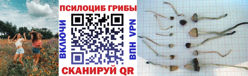 Купить  Темников  Псилоцибиновые грибы прущие грибы 